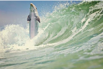 Dolphin standing up in a wave